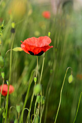 Fototapeta premium Red wild poppies growing near the railroad tracks, Armenia