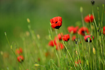 Fototapeta premium Red wild poppies growing near the railroad tracks, Armenia