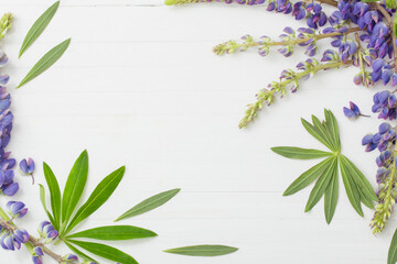 lupine on white wooden background