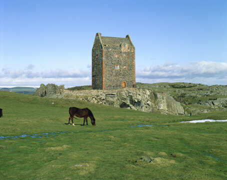 Horse grazing on a field near the Smailholm Tower, Scotland