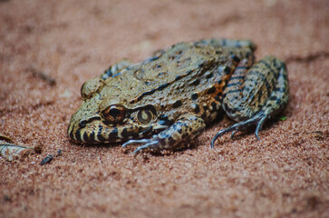 Pepper frog (Leptodactylus labyrinthicus) in the forest