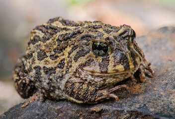 Common Lesser Escuerzo (Odonthophrynus americanus) over a rock - portrait