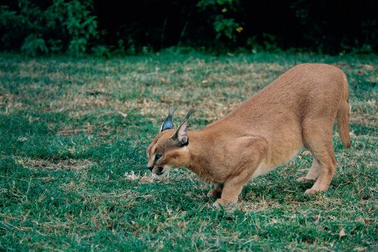 Side profile of a caracal stalking (Lynx caracal)