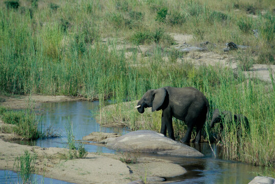 Side profile of an African Elephant walking with its calf, Kruger National Park, South Africa (Loxodonta africana)