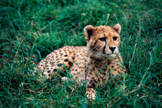 Close-up of a cheetah lying on the grass (Acinonyx jubatus)