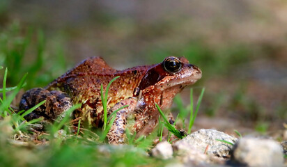 Common frog