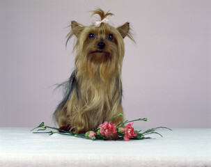 Yorkshire Terrier sitting near flowers