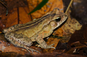 Forest toad (Rhinella ornata) portrait