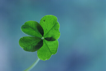 Close-up of a four-leaf clover