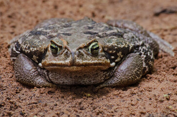 Cururu toad (Rhinella diptycha) in the ground