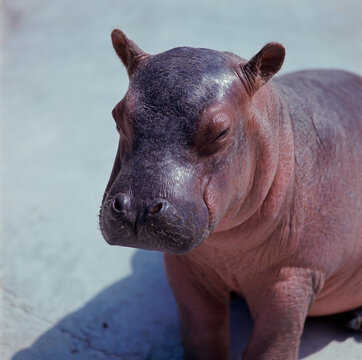 Close-up of a baby hippopotamus