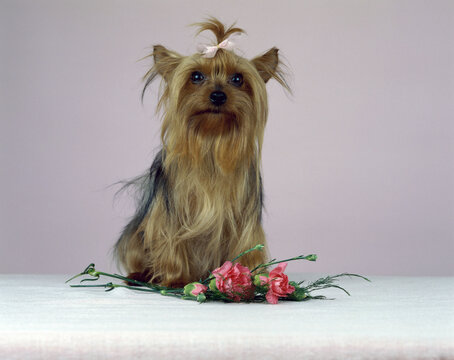 Yorkshire Terrier sitting near flowers