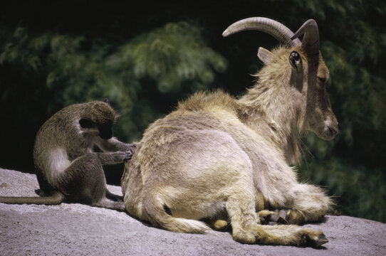 Green Guenon and Aoudad