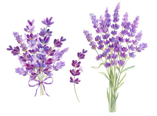 Obraz premium Bouquets with lilac lavender flowers, watercolor illustration