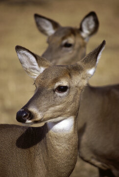 Two White-tailed Deer (Odocoileus Virginianus)