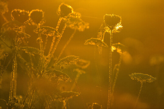 Canada, British Columbia, Vancouver Island, Queen Anns Lace (Daucus carota) in sunlight