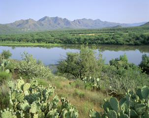 Cactus plants at Verde River, Tonto National Forest, Arizona, USA