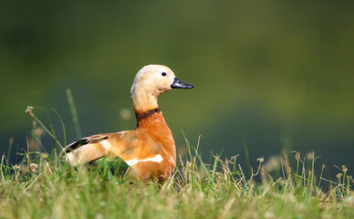 Ruddy shelduck, adult