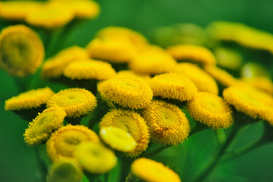 Canada, Alberta, Edmonton, Close-up of English daisy