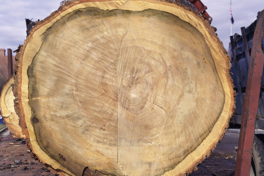 Close-up of tree rings on a Sugar Maple tree