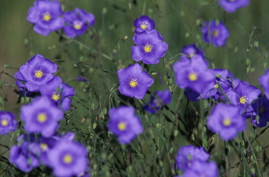 Blue Flax flowers