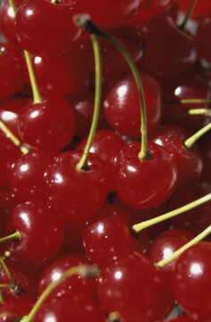 Close-up of cherries