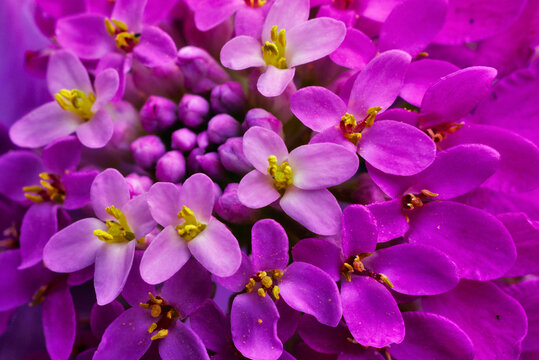 Close-up of pink Candytuft