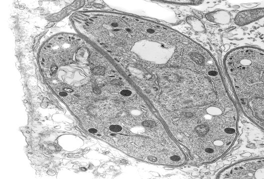 Microscopic view of the cell Neospora