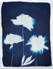 Cyanotype - Peoni Trio 