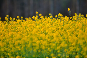 Canada, Alberta, Yellow flower on canola (Brassica campestris) field