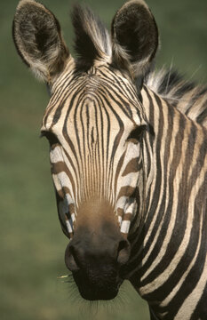 Portrait of a zebra