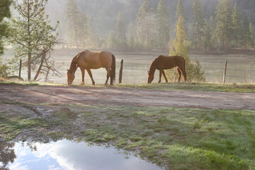 Two horses grazing in a field