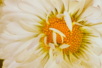 White Chrysanthemum Flower