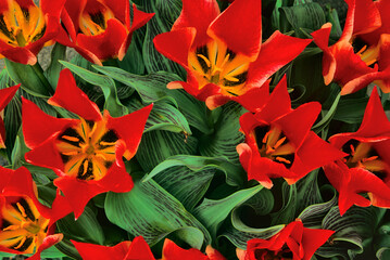 Red Lilies