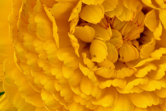 Yellow Chyrsanthemum Flower