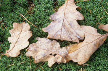 High angle view of dry leaves on grass