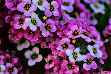 Easter Bonnet Alyssum Flower
