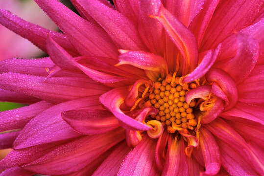 Pink Chrysanthemum Flower