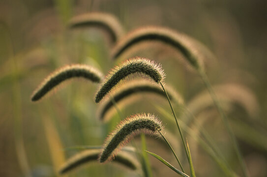 Close-up of Foxtail Barley plants (Hordeum Jubatum)