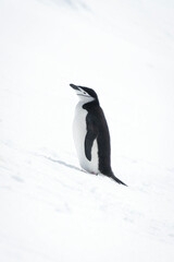 Chinstrap penguin stands looking up snowy slope
