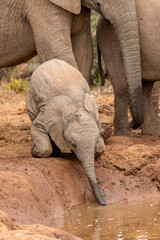 Fototapeta premium Cute elephant calf trying to drink water, Addo Elephant National Park