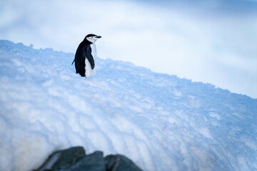 Chinstrap penguin standing on blue snow bank