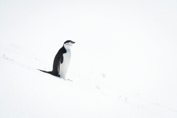 Chinstrap penguin standing on snow eyeing camera