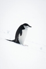 Chinstrap penguin stands looking down snowy hill