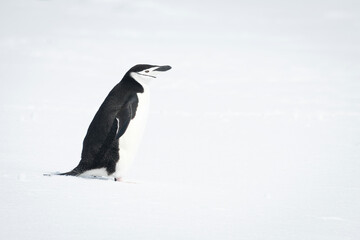 Obraz premium Chinstrap penguin walking across snow facing right