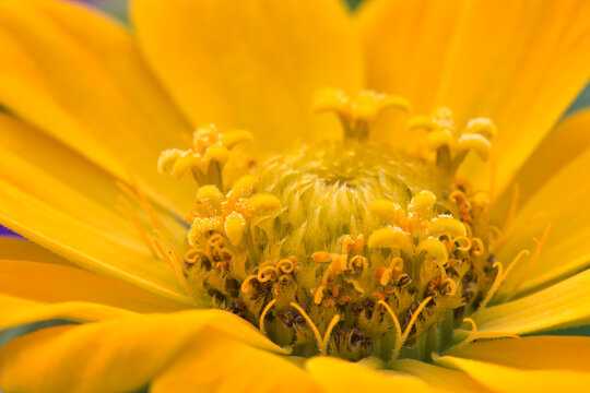 Calendula Flower
