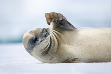 Close-up of crabeater seal scratching with flipper
