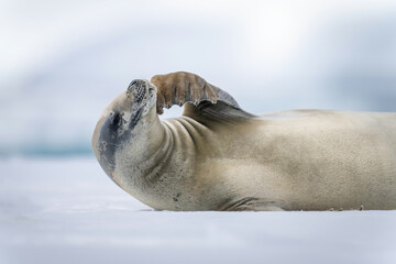 Close-up of crabeater seal stroking its head