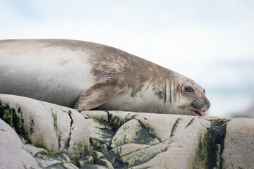Close-up of elephant seal lying on rocks