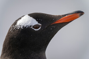 Close-up of gentoo penguin face and beak